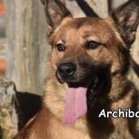 ARCHIBALD, Hund zur Adoption