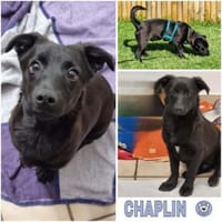 CHAPLIN -rundum tolles Hundekind-, Hund zur Adoption
