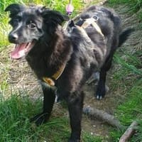 Paula wird dich verzaubern, Hündin zur Adoption