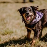 Hündin Lotti sucht gemütliche Couch, Hündin zur Adoption