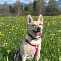 Die liebe Frieda sucht ihr Zuhause, Hündin zur Adoption
