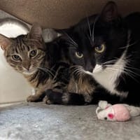 Domino u. Ludwig, Kater zur Adoption