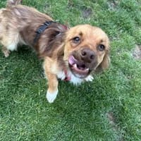 HORUS  sucht sein Für-immerZuhause, Hund zur Adoption