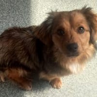 MURMEL - in 15370 Petershagen, Hündin zur Adoption