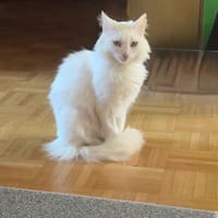 Kalliope aus dem Tierschutz, Katze zur Adoption