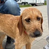 Editha 😍 süßes Segugio-Mädchen auf PS, Hündin zur Adoption