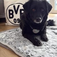 Bounty unser Herzenshund..., Hündin zur Adoption