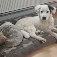 Zuhause gesucht für Wolfi, Hund zur Adoption