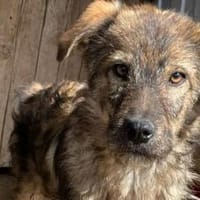 Strubbelnäschen Lilia sucht dich!, Hündin zur Adoption