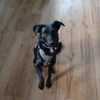 Danny💙 sucht ein neues Zuhause, Hund zur Adoption