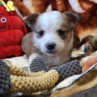 SILVESTER - in 75334 Staubenhardt, Hund zur Adoption
