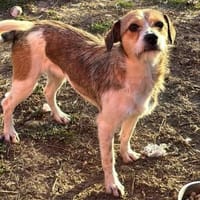 kleiner Struppi Myra auf PS in MG, Hündin zur Adoption
