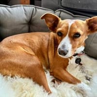 LENORE DOVE SUCHT GENAU DICH!, Hündin zur Adoption
