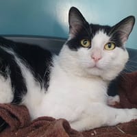 NEMO CHA, chat à adopter