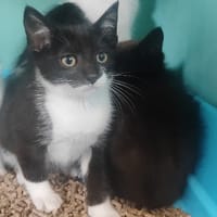 TOOTSIE (PROMIS), chatte à adopter