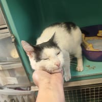 BATMAN (PROMIS), chat à adopter