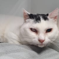 MAIMY CHA, chatte à adopter