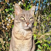 ZEN, chat à adopter