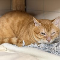 Valko CAB5531, chat à adopter