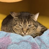 Siro CAB5533, chat à adopter