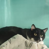 PARKER, chat à adopter