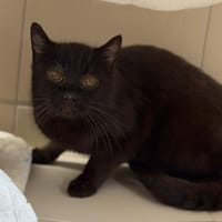 Rune CAB5534, chat à adopter