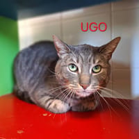 UGO, chat à adopter