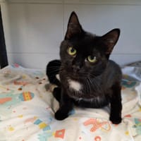 ZEUS, chat à adopter
