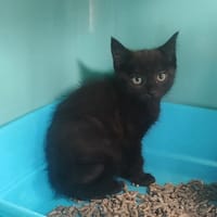 SLOOP (promis), chat à adopter