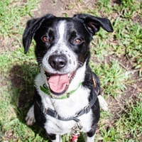KARMA, chien à adopter
