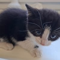 ziggy, chatte à adopter
