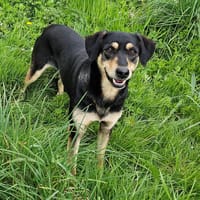 Lalou, chienne à adopter
