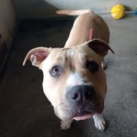 ASHKANA, chienne à adopter