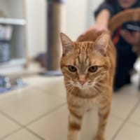 Roucky, chat à adopter