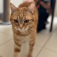 Roucky, chat à adopter