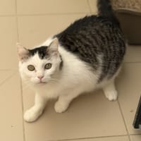 Filou CAB5417, chat à adopter