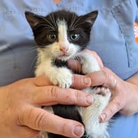 HELIO, chatte à adopter
