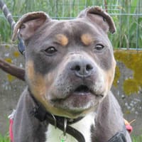 SISKO, chien à adopter
