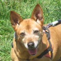 PRINCESSE, chienne à adopter