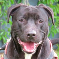 LOKI, chien à adopter