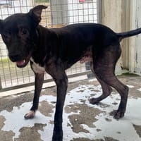 RALPH QCN (j'ai trouvé ma famille), chien à adopter