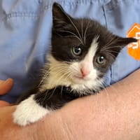 GUS, chatte à adopter