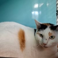 NENETTE, chatte à adopter