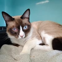 BOBY, chat à adopter