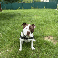 BOYKA, chien à adopter