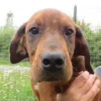 ROCKET, chien à adopter