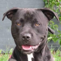 SCOTT, chien à adopter
