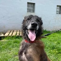 PIXEL, chien à adopter