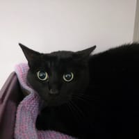 Maya, chatte à adopter