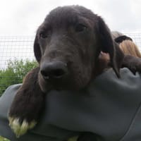 Arion, chien à adopter